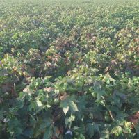 Baumwollfeld In Georgia